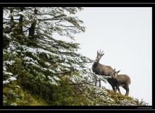 Chamois