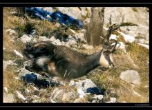 Chamois