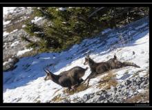 Chamois