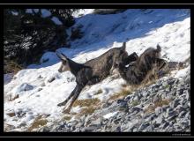 Chamois