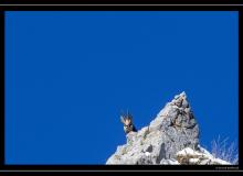 Chamois
