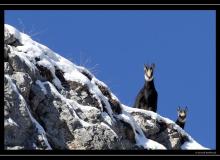 Chamois