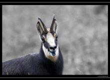 Chamois