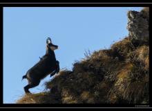 Chamois