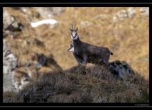 Chamois