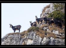 Chamois