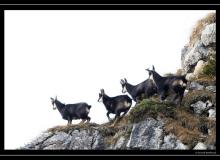 Chamois