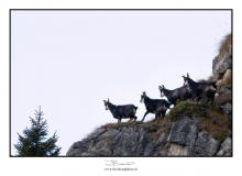 Chamois