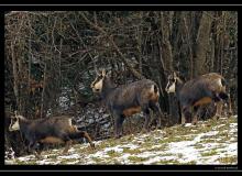 Chamois
