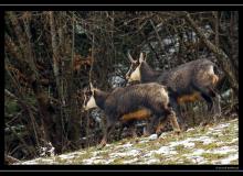 Chamois