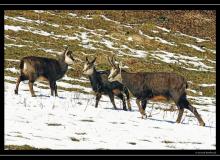 Chamois