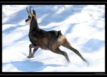 Chamois