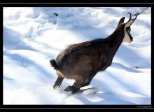 Chamois