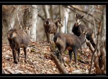 Chamois
