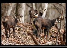 Chamois