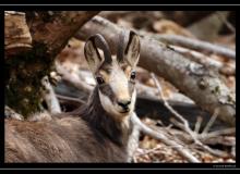 Chamois
