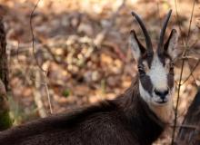 Chamois