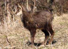 Chamois