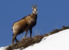 Chamois