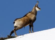 Chamois