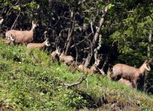 Chamois