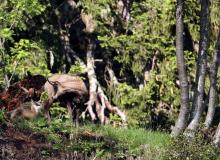 Chamois