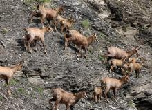 Chamois