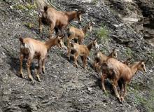 Chamois