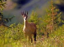 Chamois