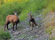 Chamois