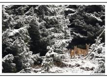 Chevreuil dans les premiers frimas de l'hiver.