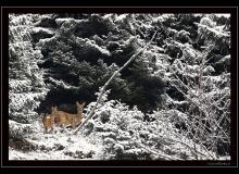 Chevreuil dans les premiers frimas de l'hiver.
