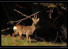 Brocard
