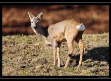 Chevreuil