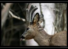 Brocard