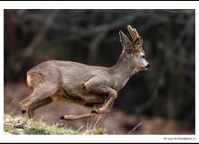 Brocard dans la region de Torgon