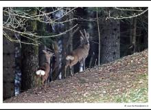 Brocard et biche