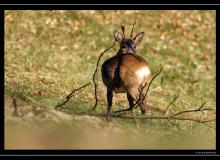Brocard