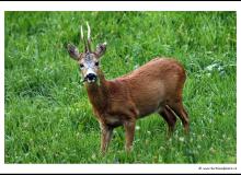 Brocard