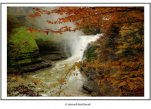 Finger Lakes National Forest (USA)