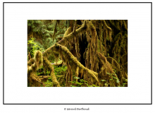 Hoh Rain Forest (Olympic National Park)