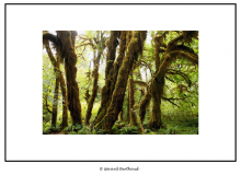 Hoh Rain Forest (Olympic National Park)