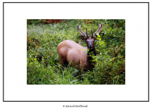 Wapiti dans l'Hoh Rain Forest (Olympic National Park)