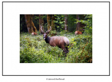 Wapiti dans l'Hoh Rain Forest (Olympic National Park)