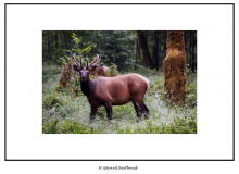 Wapiti dans l'Hoh Rain Forest (Olympic National Park)