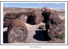 Petrified Forest