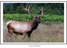 Wapiti dans Redwood National Park