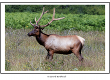 Wapiti dans Redwood National Park