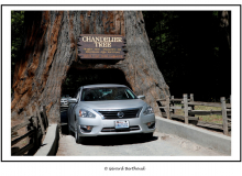 CHANDELIER TREE (USA)