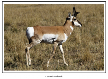 PRONGHORN